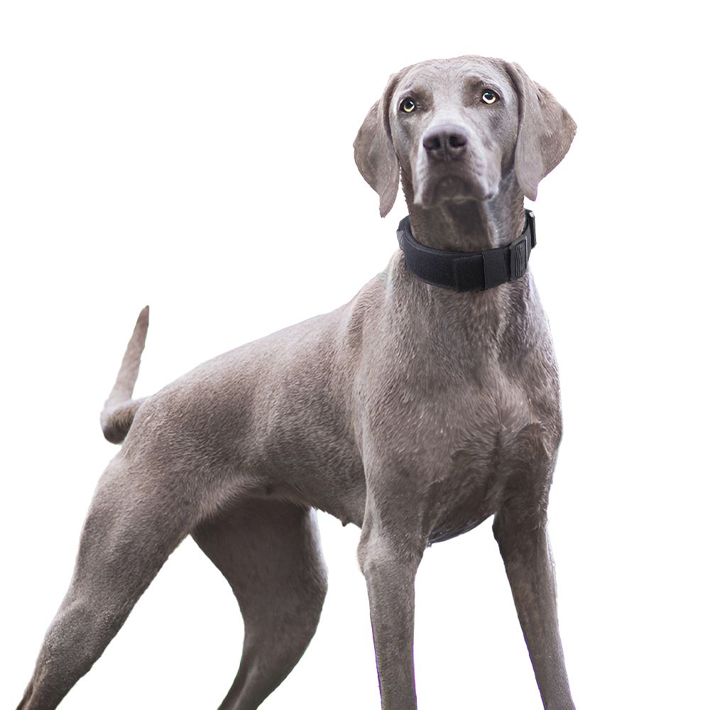 Bracelet Explosion-Proof Charging Tactical Bracelet Can Be Held and Used for Dog Collars and Leashes